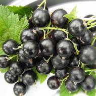 Саджанець Смородина Бен Хоп